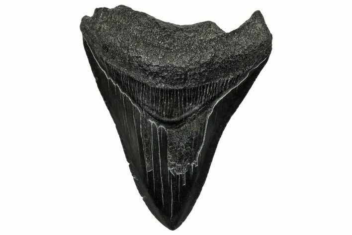 Serrated, Fossil Megalodon Tooth - South Carolina #328749